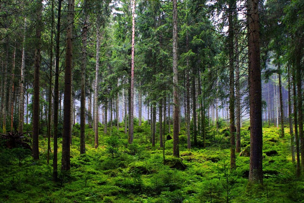 Glamping i Sverige: Upplev naturen med stil