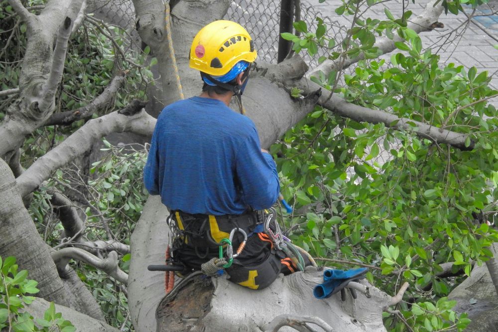 Arborist täby  professionell trädvård för hållbara utemiljöer